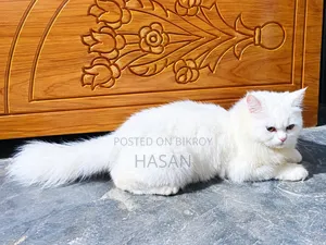 ৬-১২ মাস বয়সী মেয়ে খাঁটি পার্সিয়ান