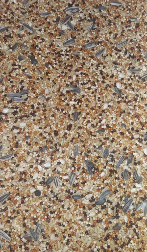 Seed Mix (Premium Quality)