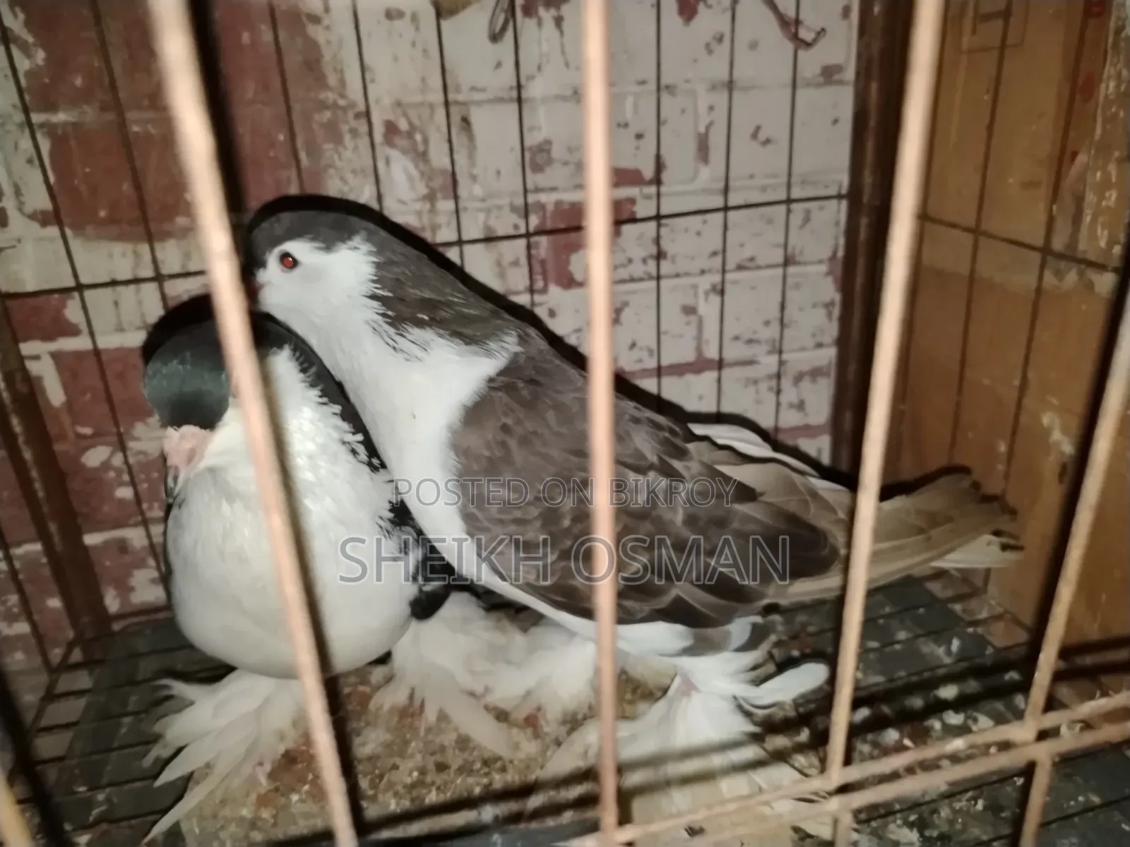 একজোড়া সিরাজী কবুতর বিক্রি করা হবে।