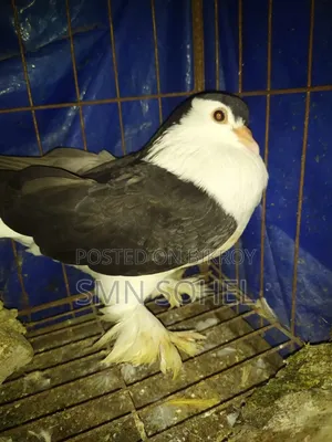 ফেনসি কবুতর ১ জোড়া