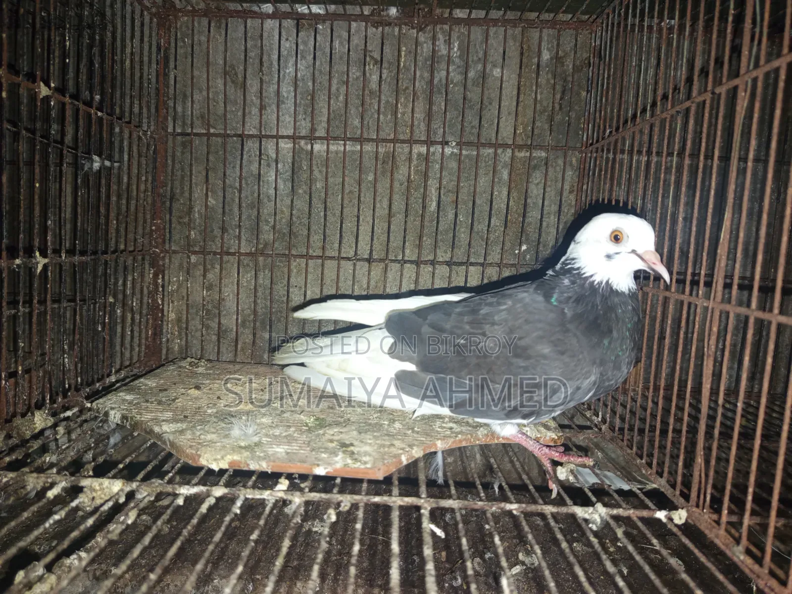 দেশি কবুতর