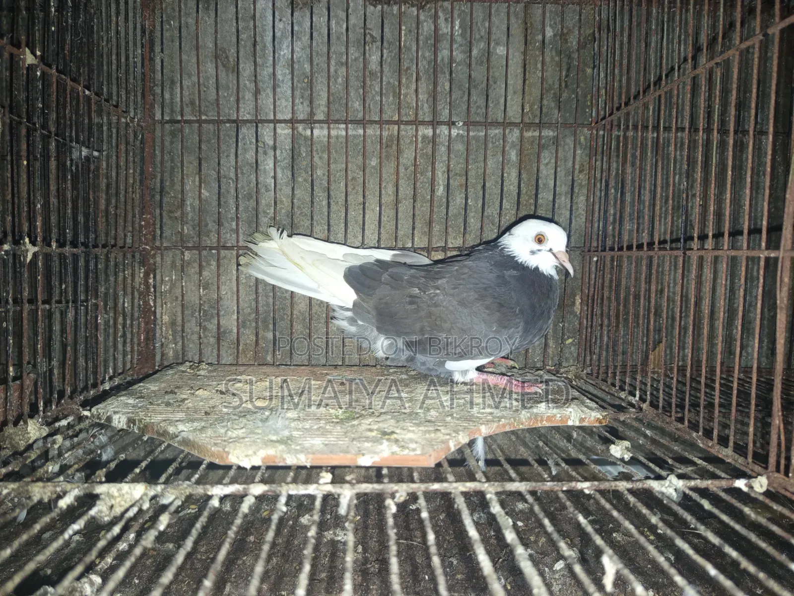 দেশি কবুতর