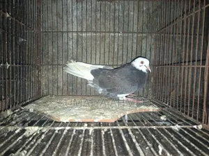 দেশি কবুতর