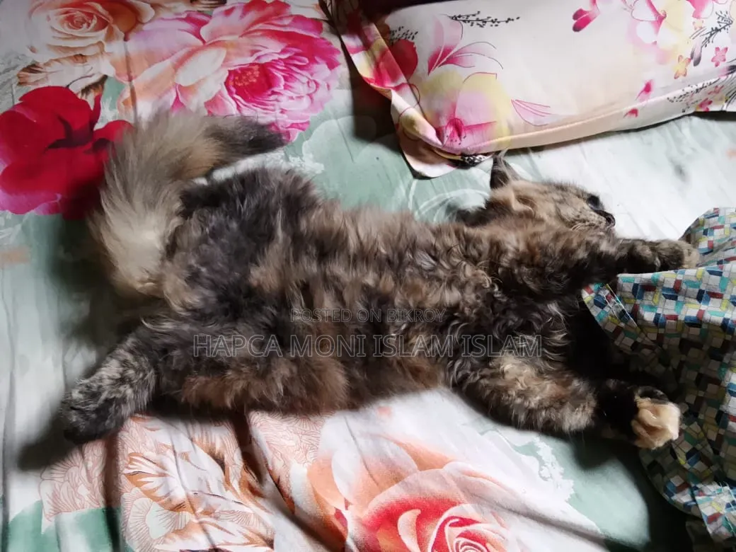 1-3 months Female Purebred Persian