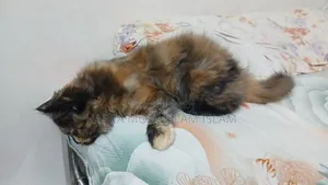 1-3 months Female Purebred Persian