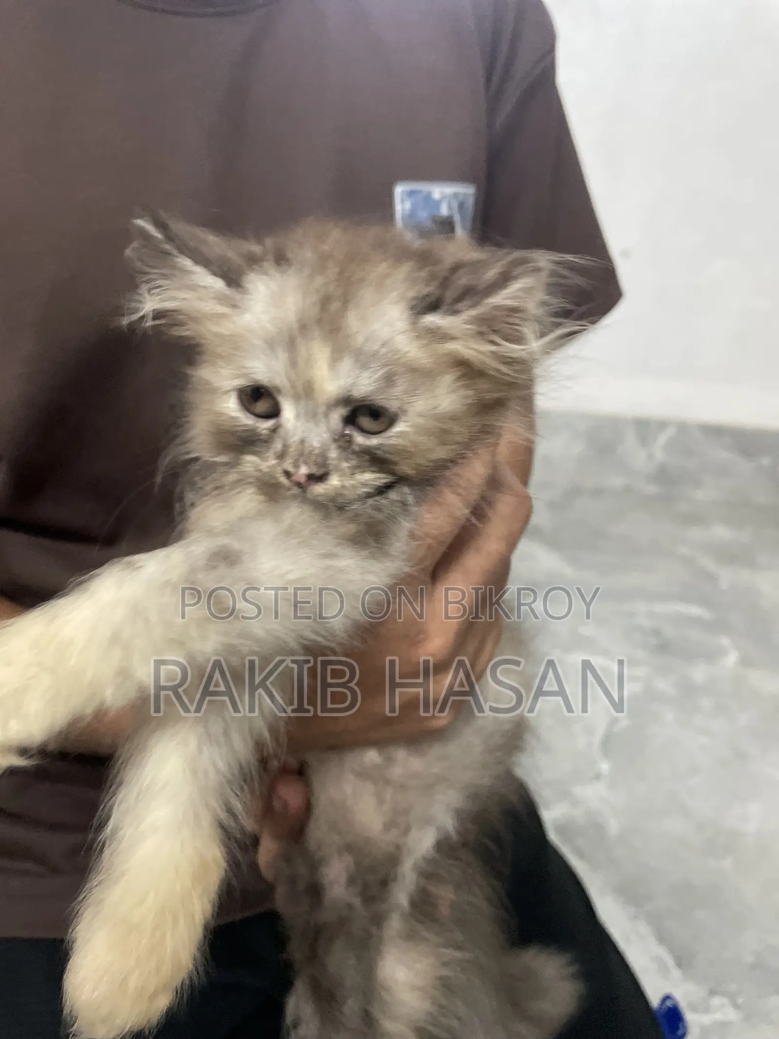 1-3 months Female Purebred Persian