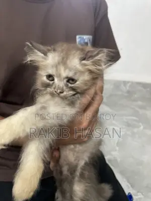 1-3 months Female Purebred Persian