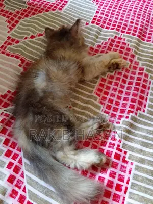 1-3 months Female Purebred Persian