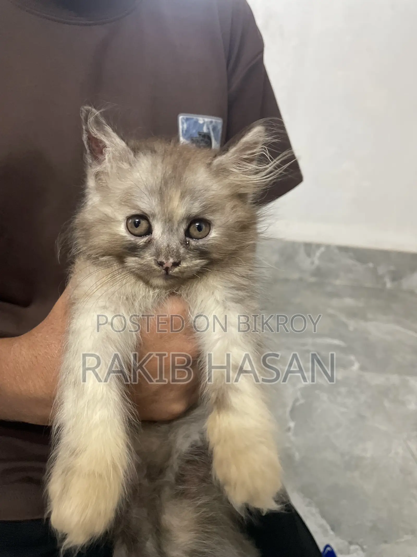 1-3 months Female Purebred Persian