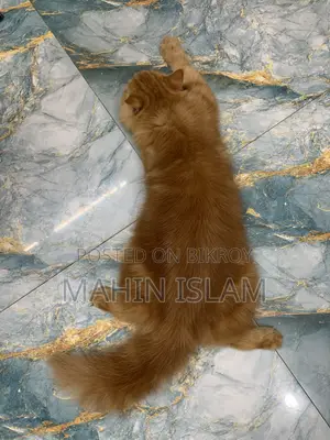1+ year Female Purebred Persian Cat