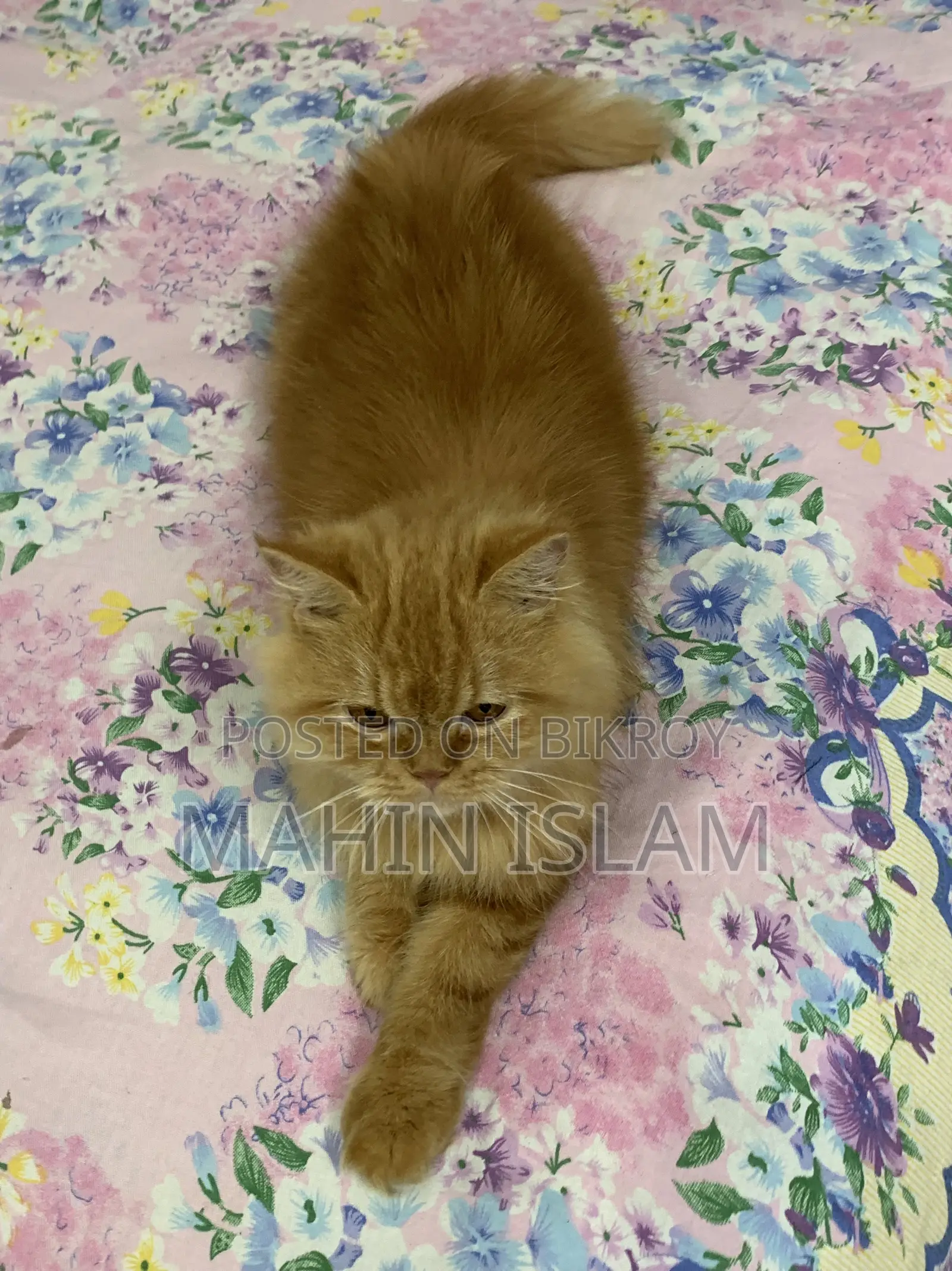 1+ year Female Purebred Persian Cat