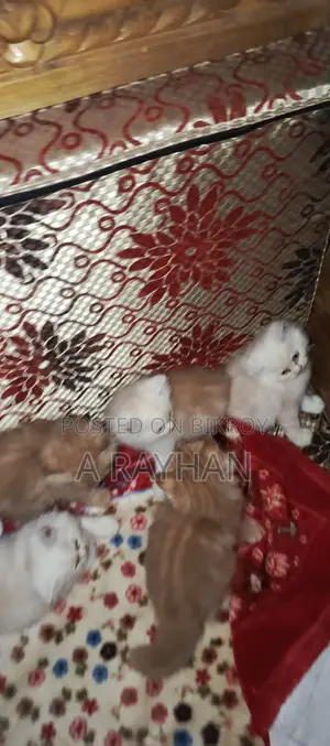 1-3 months Female Purebred Persian