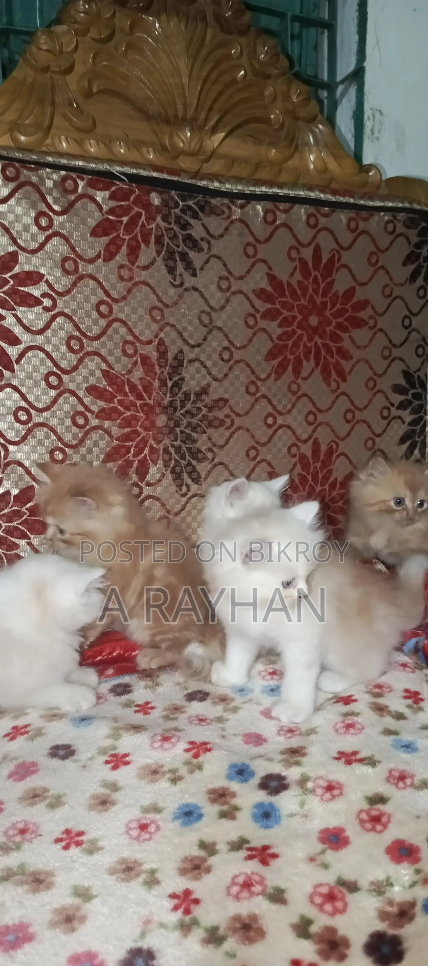 1-3 months Female Purebred Persian