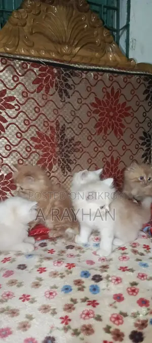 1-3 months Female Purebred Persian