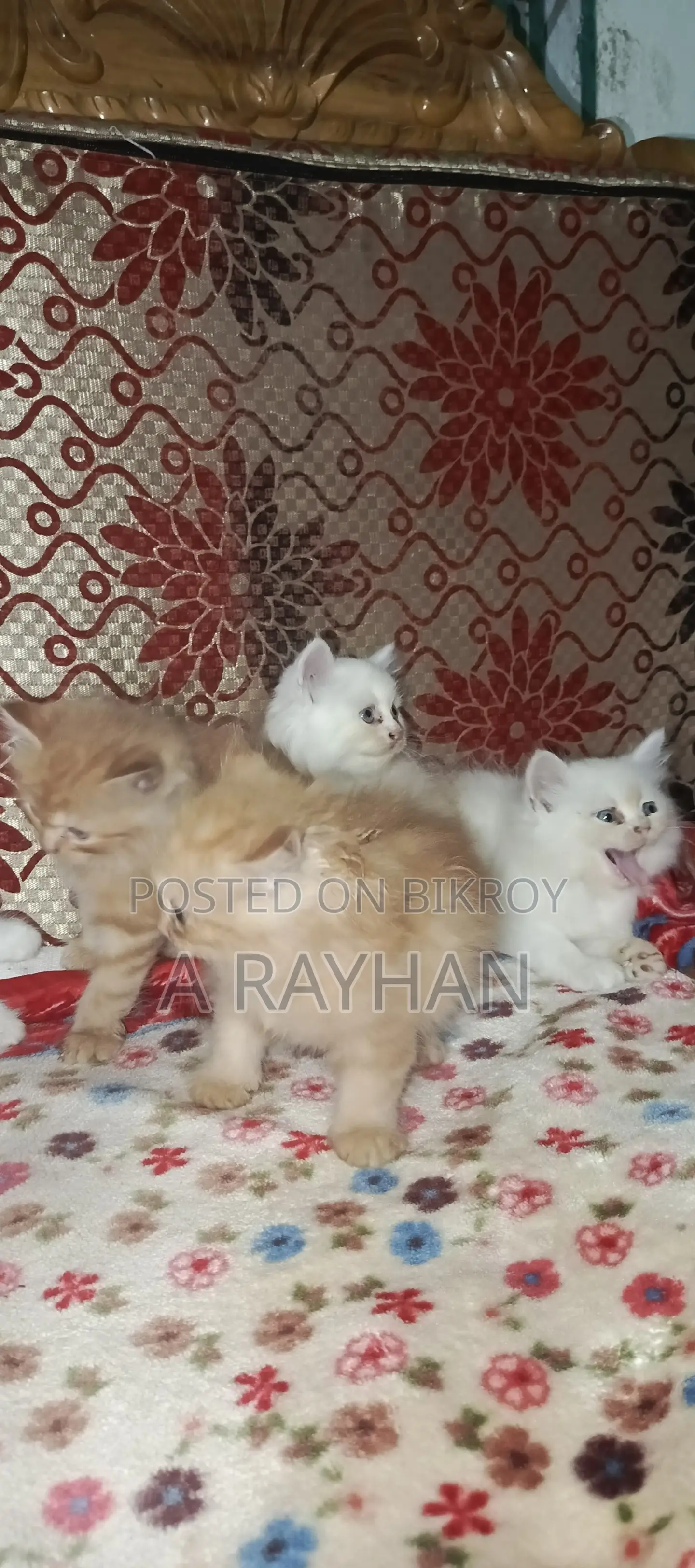 1-3 months Female Purebred Persian