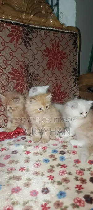 1-3 months Female Purebred Persian