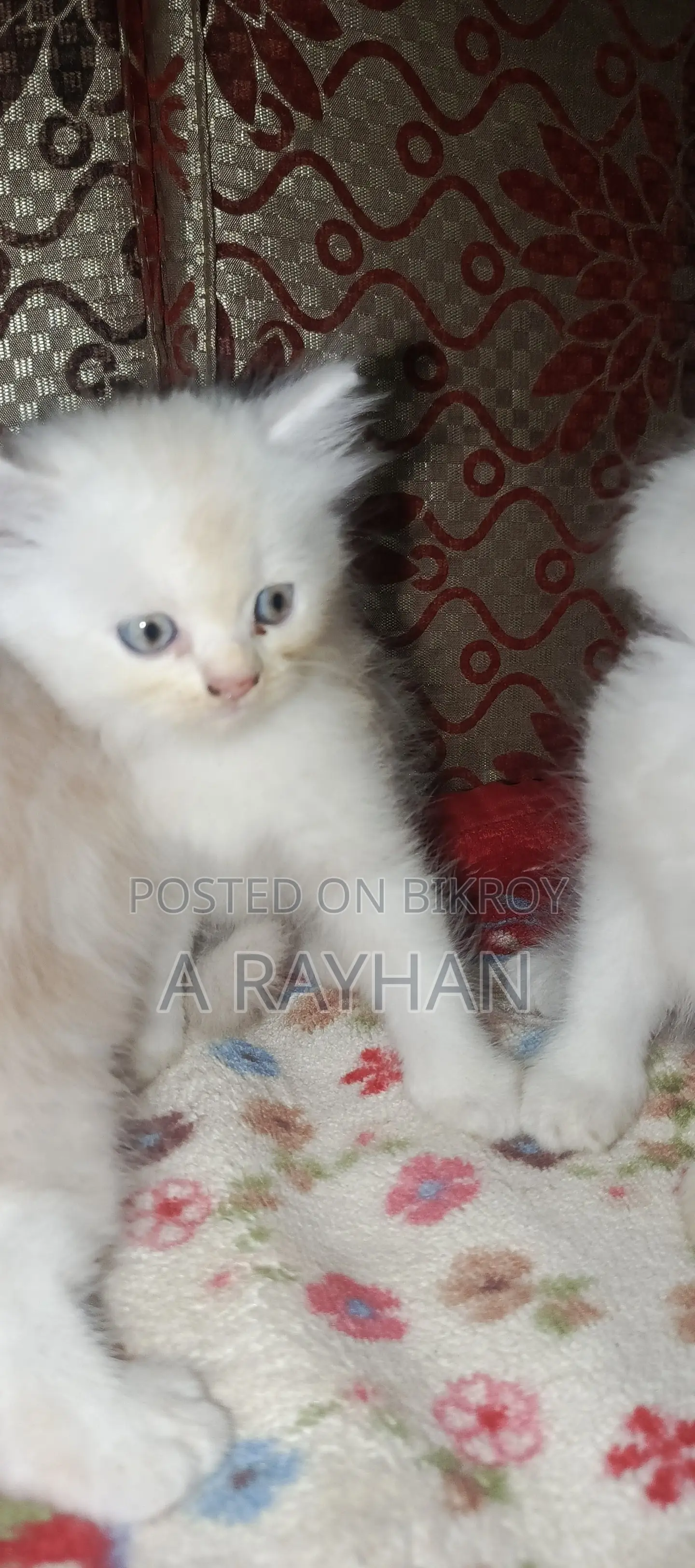 1-3 months Female Purebred Persian