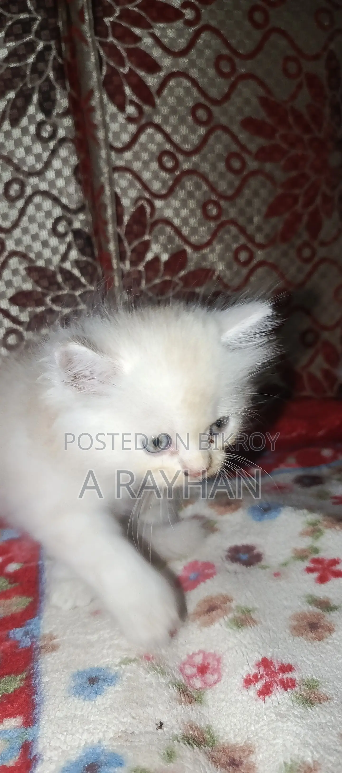 1-3 months Female Purebred Persian