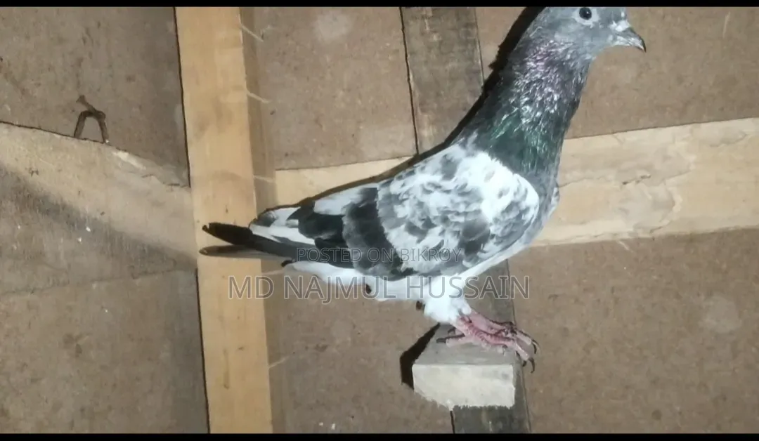 male pigeon
