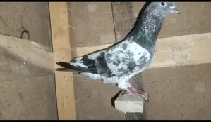 male pigeon