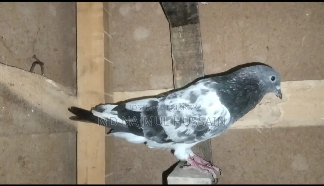 male pigeon