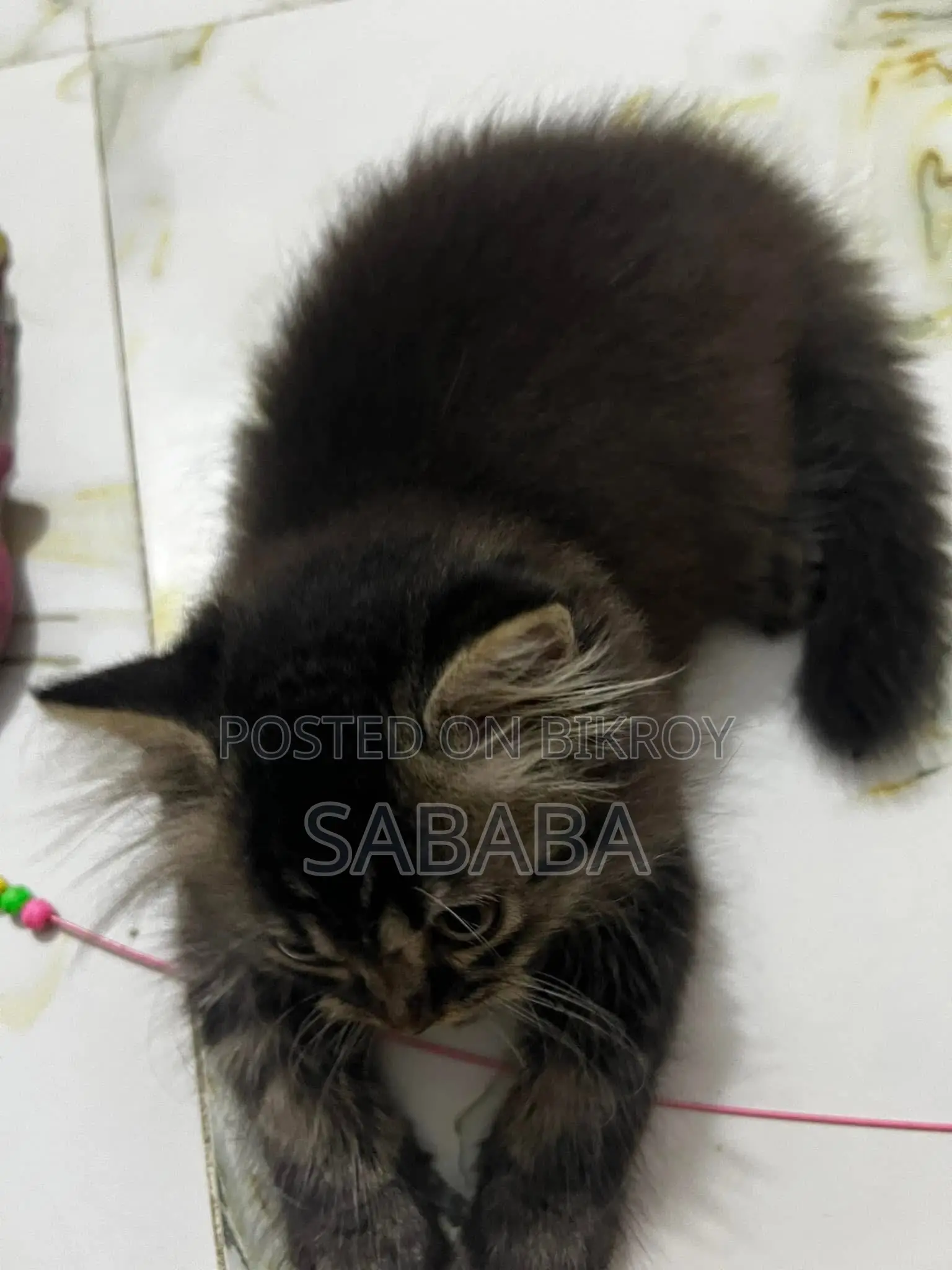 1-3 months Male Purebred Persian