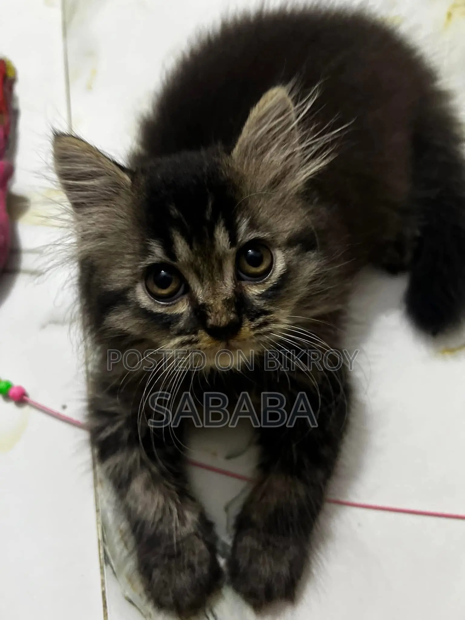 1-3 months Male Purebred Persian