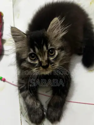 1-3 months Male Purebred Persian