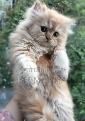 1-3 months Male Purebred Persian