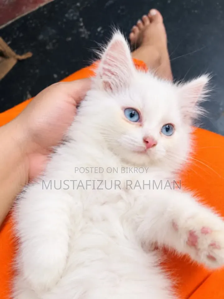 1-3 months Female Purebred Persian