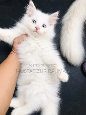 1-3 months Female Purebred Persian