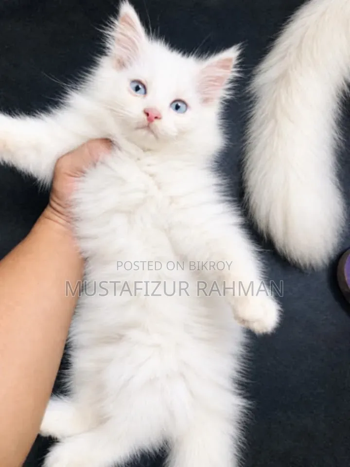 1-3 months Female Purebred Persian