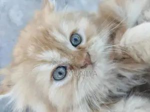 1-3 months Male Purebred Persian