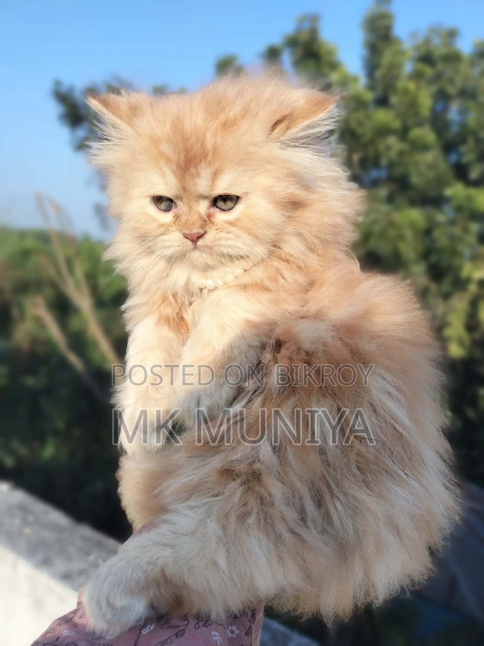 1-3 months Male Purebred Persian