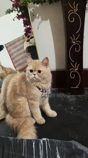 6-12 months Female Purebred Persian