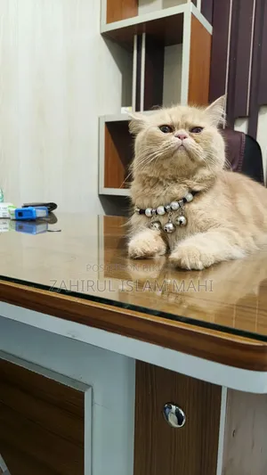 6-12 months Female Purebred Persian