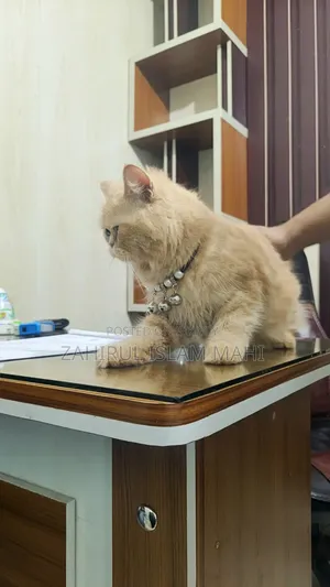 6-12 months Female Purebred Persian