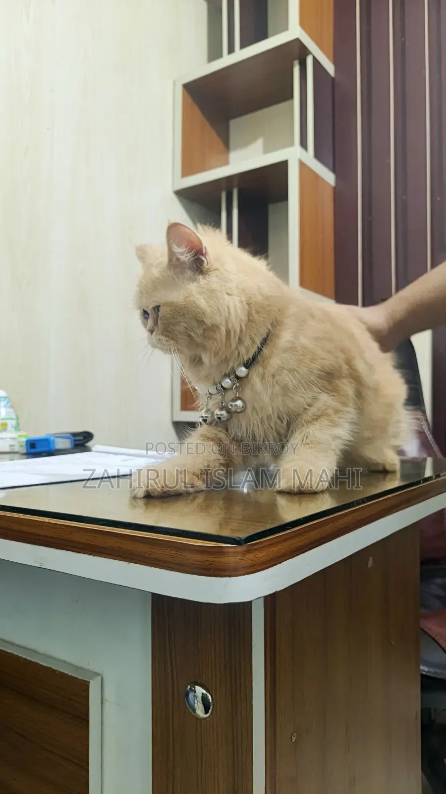 6-12 months Female Purebred Persian