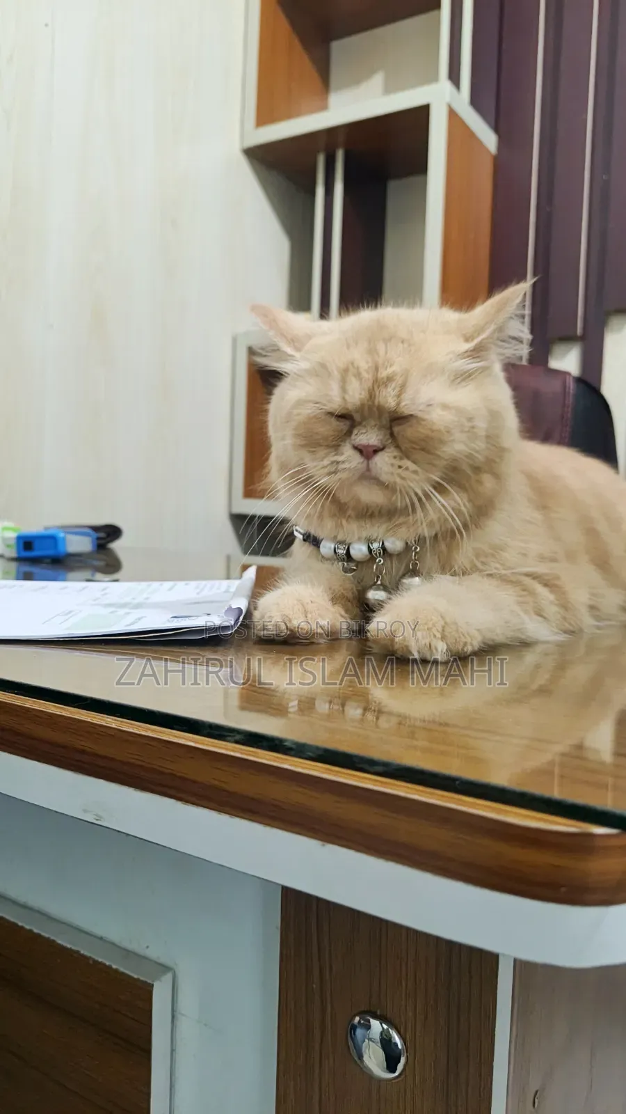 6-12 months Female Purebred Persian