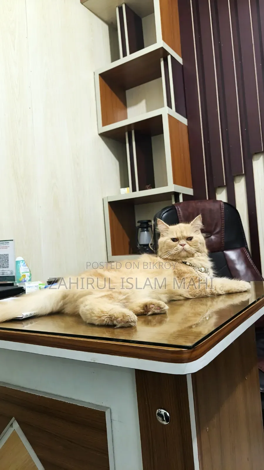 6-12 months Female Purebred Persian