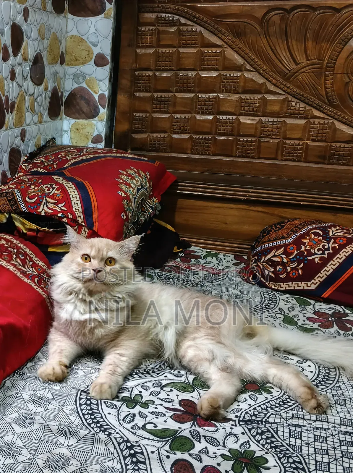 1+ year Male Purebred Persian