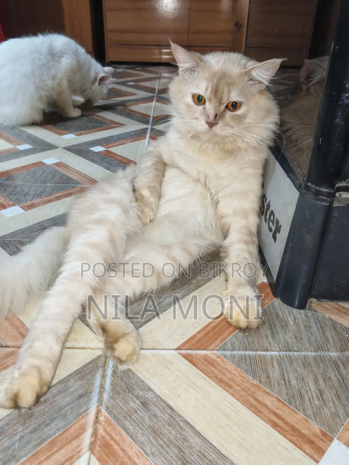 1+ year Male Purebred Persian