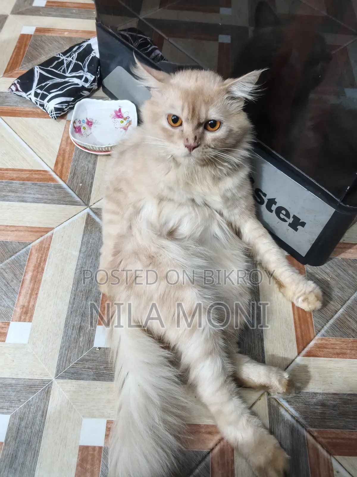 1+ year Male Purebred Persian