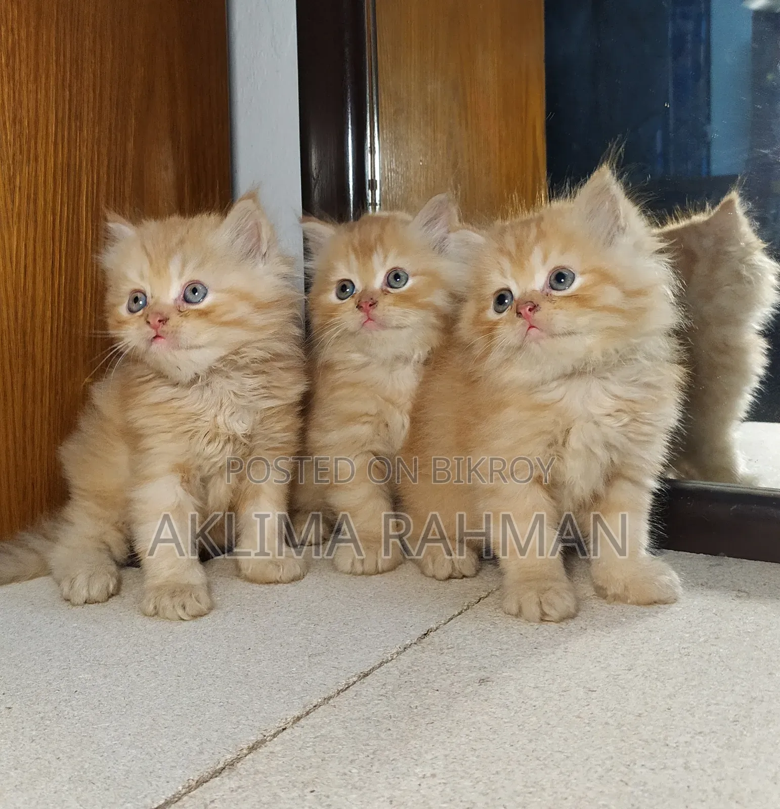 1-3 Months Male Purebred Persian