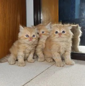 1-3 Months Male Purebred Persian