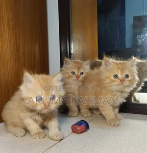 1-3 Months Male Purebred Persian