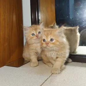 1-3 Months Male Purebred Persian