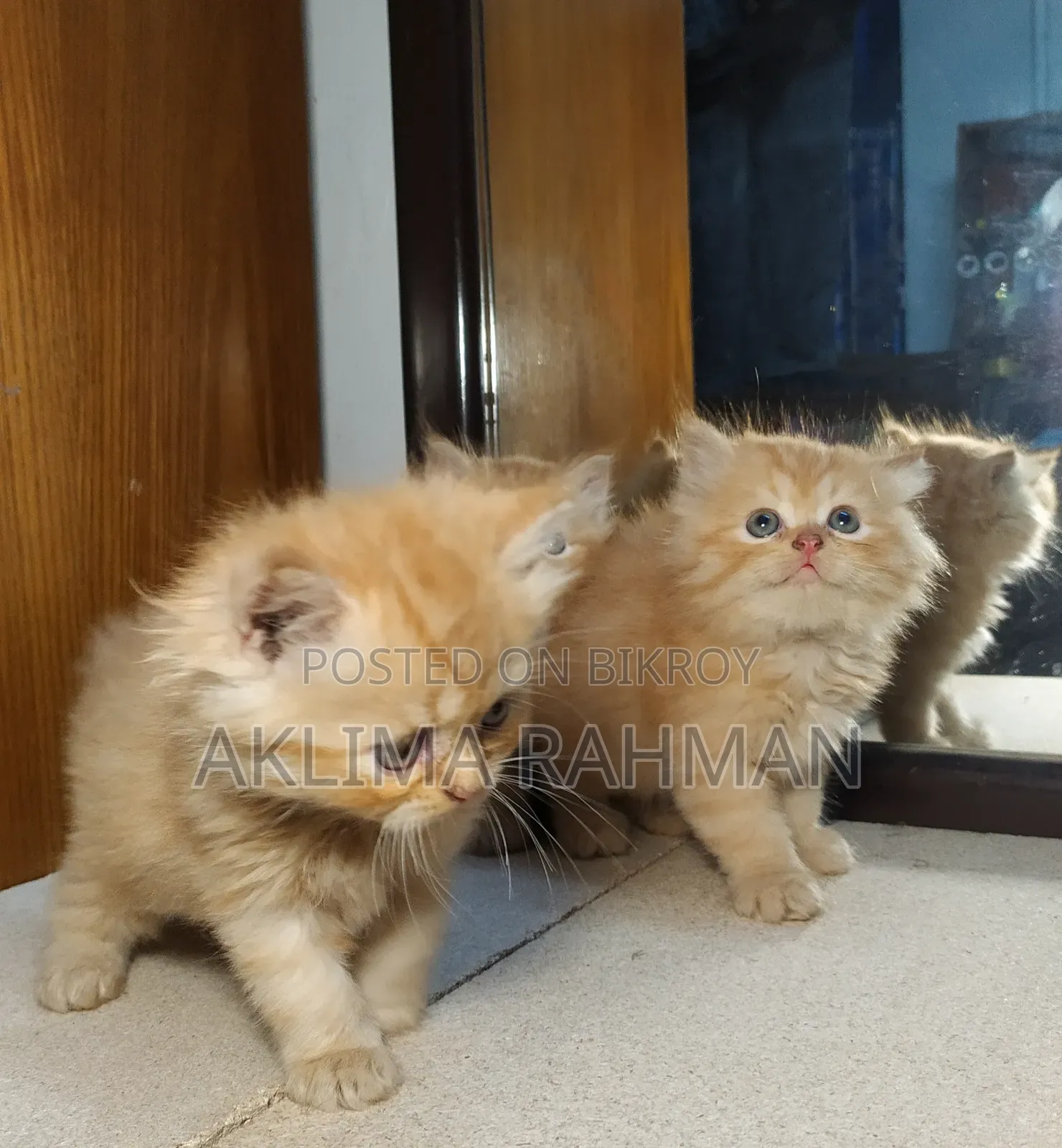 1-3 Months Male Purebred Persian