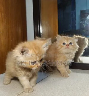 1-3 Months Male Purebred Persian