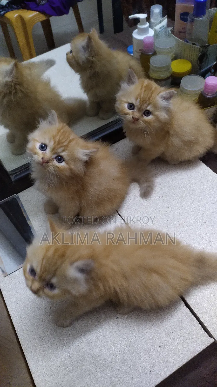 1-3 Months Male Purebred Persian
